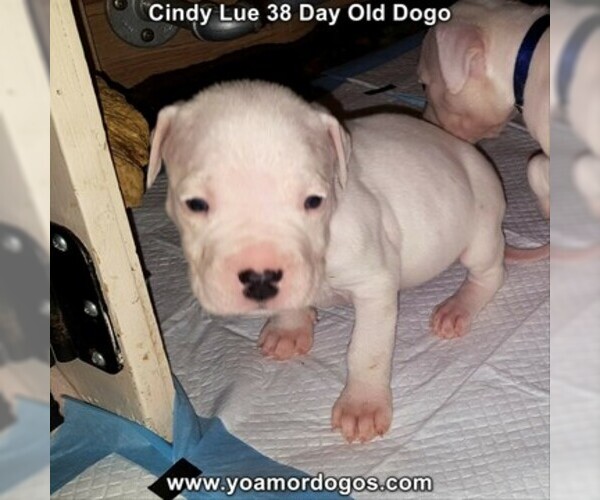 Medium Photo #58 Dogo Argentino Puppy For Sale in PINEVILLE, MO, USA