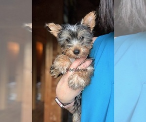 Yorkshire Terrier Puppy for Sale in LEESBURG, Alabama USA