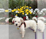 Small #1 Poodle (Miniature) Mix