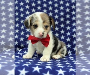 Pembroke Welsh Corgi Puppy for sale in QUARRYVILLE, PA, USA