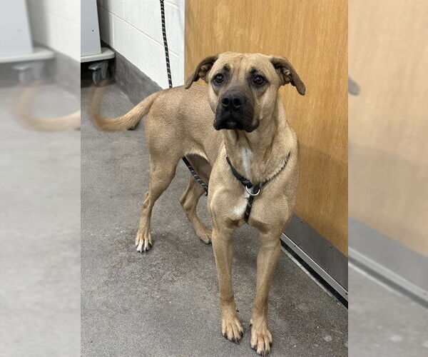 Medium Photo #1 Black Mouth Cur-Rhodesian Ridgeback Mix Puppy For Sale in Forestville, MD, USA