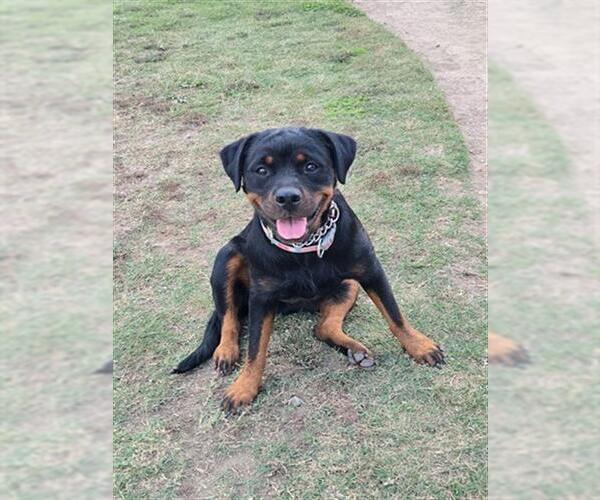 Medium Photo #1 Rottweiler Puppy For Sale in Stockton, CA, USA