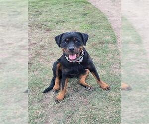 Rottweiler Dogs for adoption in Stockton, CA, USA