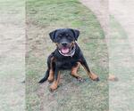 Small Rottweiler