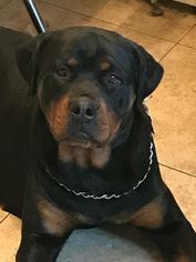 Mother of the Rottweiler puppies born on 05/13/2018