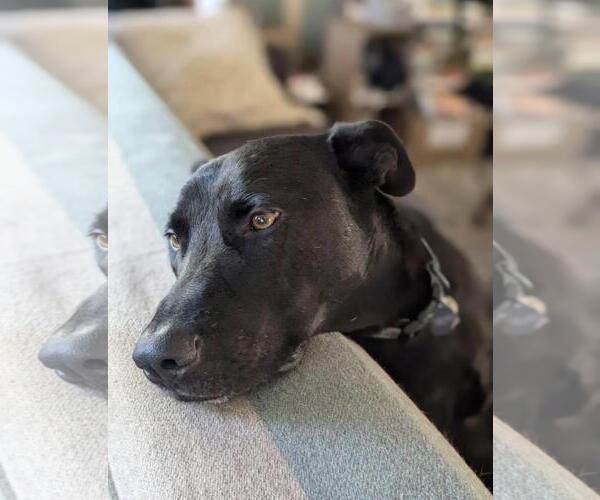 Medium Photo #3 German Shepherd Dog-Unknown Mix Puppy For Sale in Incline Village, NV, USA