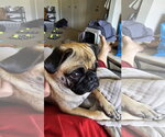 Small #4 Pug