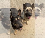 Small #6 German Shepherd Dog Mix