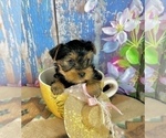 Small #9 Yorkshire Terrier