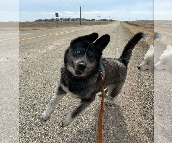 Medium Photo #6 - Mix Puppy For Sale in Brooklyn Center, MN, USA