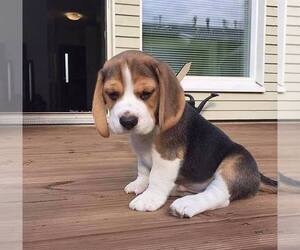 Beagle Puppy for sale in BEND, OR, USA