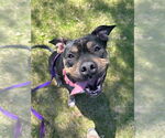 Small #6 American Staffordshire Terrier