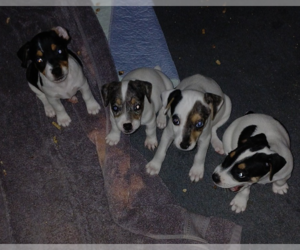 Jack Russell Terrier Puppy for sale in JASPER, FL, USA