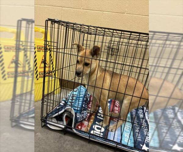 Medium Photo #1 German Shepherd Dog-Unknown Mix Puppy For Sale in Texas City, TX, USA