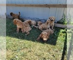 Small Photo #5 Goldendoodle (Miniature) Puppy For Sale in REED CITY, MI, USA