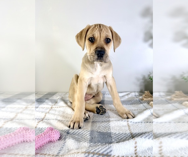 Medium Photo #4 Cane Corso Puppy For Sale in GREENFIELD, IN, USA