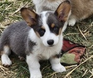 Pembroke Welsh Corgi Puppy for sale in MILTON, WI, USA
