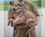 Small #1 German Shepherd Dog-Greyhound Mix