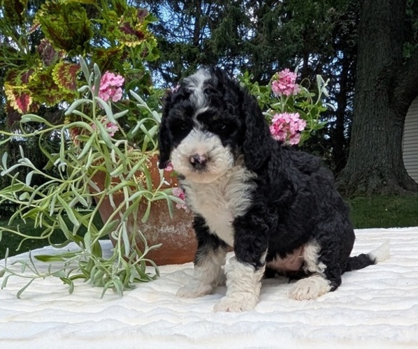 Medium Photo #91 Miniature Bernedoodle Puppy For Sale in GOSHEN, IN, USA