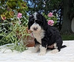 Small #9 Miniature Bernedoodle