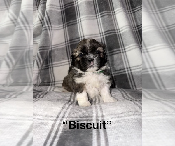Medium Photo #2 Shih Tzu Puppy For Sale in GLENDALE HEIGHTS, IL, USA