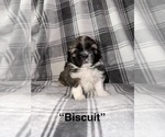 Small #1 Shih Tzu
