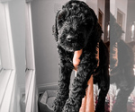 Puppy 7 Golden Mountain Doodle 