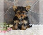 Small Photo #1 Yorkshire Terrier Puppy For Sale in MILL HALL, PA, USA