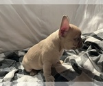 Small #3 French Bulldog