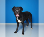 Small #1 Labrador Retriever Mix