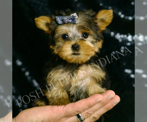Yorkshire Terrier Puppy for sale in WARSAW, IN, USA
