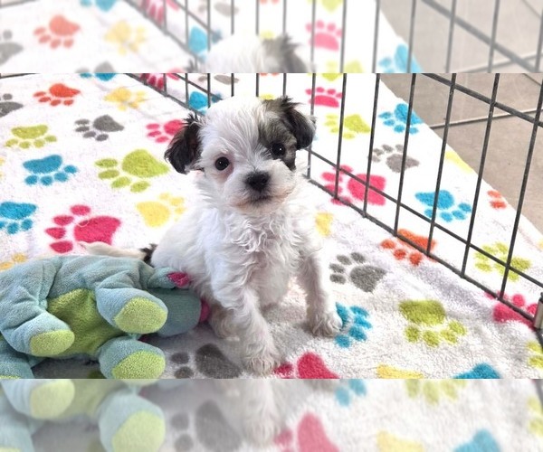 Medium Photo #7 Havapoo Puppy For Sale in ORO VALLEY, AZ, USA