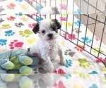 Small #6 Havapoo