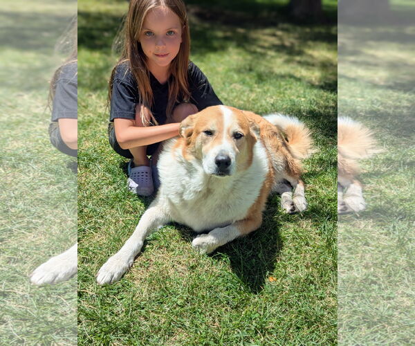 Medium Photo #3 Border Collie-Unknown Mix Puppy For Sale in Sandy, UT, USA