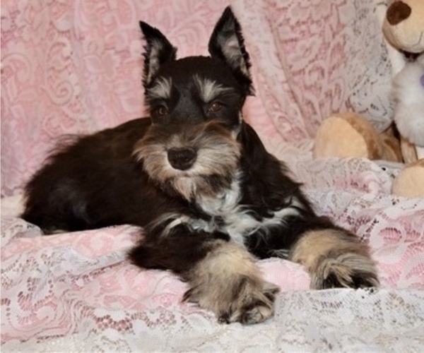 Medium Photo #5 Schnauzer (Miniature) Puppy For Sale in CASSVILLE, MO, USA