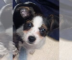Small Shih Tzu