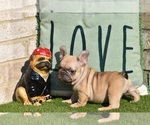 Small Photo #4 French Bulldog Puppy For Sale in BAYTOWN, TX, USA