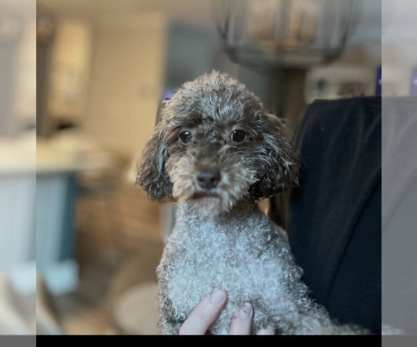 Medium Photo #2 Poodle (Miniature) Puppy For Sale in Holly Springs, NC, USA