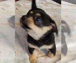 Puppy 3 Chihuahua-Chiweenie Mix