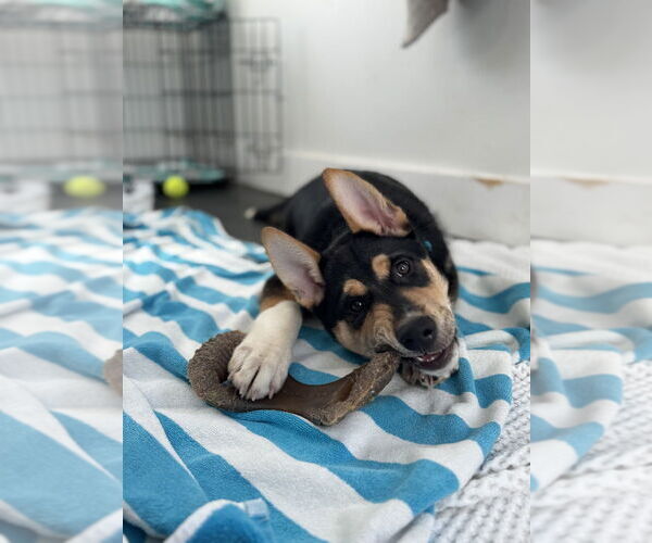 Medium Photo #16 Alaskan Malamute-Unknown Mix Puppy For Sale in Oak Bluffs, MA, USA