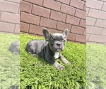 Small Photo #82 French Bulldog Puppy For Sale in CHARLOTTE, NC, USA