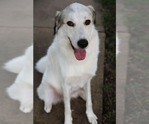 Medium Photo #16 Great Pyrenees Puppy For Sale in Dallas, TX, USA