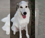 Small #15 Great Pyrenees