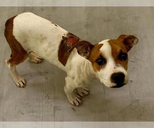 American Pit Bull Terrier-Toy Fox Terrier Mix Dogs for adoption in Tulsa, OK, USA