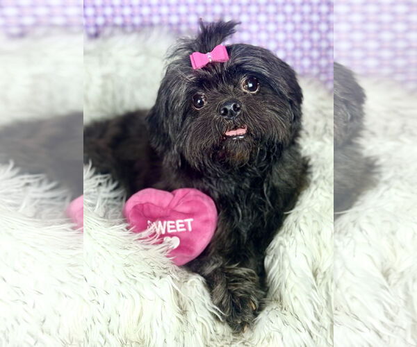 Medium Photo #1 Shih Tzu Puppy For Sale in Bon Carbo, CO, USA