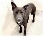 CANDYMAN - Male Labrador Retriever-Unknown Mix Dog for Adoption - Small photo
