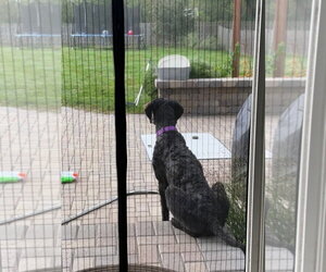 Sirius - Male Mutt Dog for Adoption - Photo #5