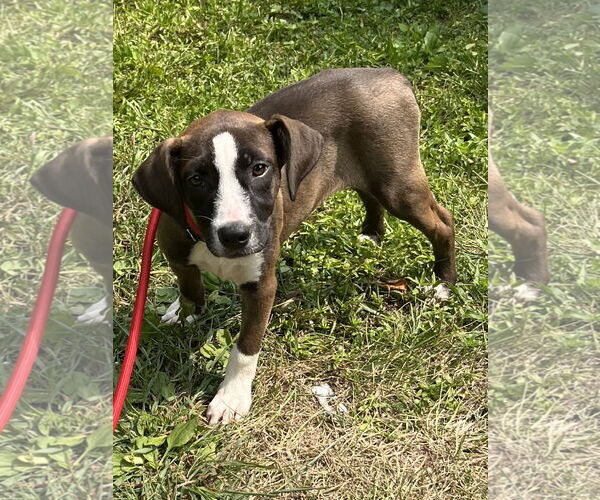 Medium Photo #31 Mutt Puppy For Sale in Mount Laurel, NJ, USA