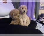 Small Photo #37 Double Doodle Puppy For Sale in TALLAHASSEE, FL, USA