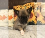 Puppy 2 Pomeranian-Pomsky Mix